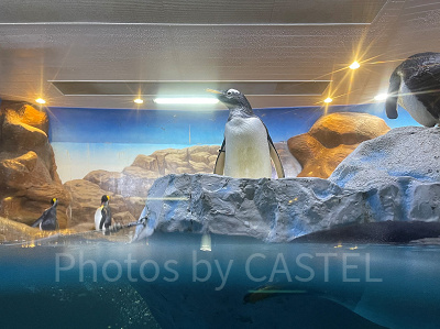 ジェンツーペンギン