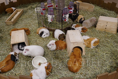 ふれあいパークのモルモットたち