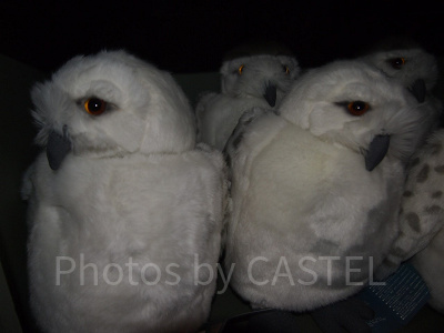 ハリーポッターふくろうぬいぐるみ