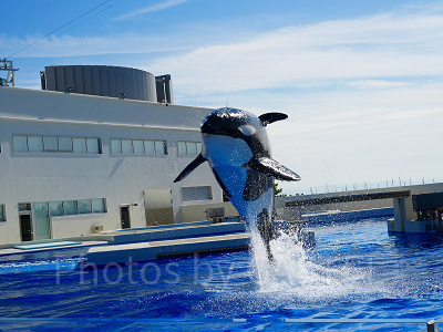 神戸須磨シーワールドの見どころ