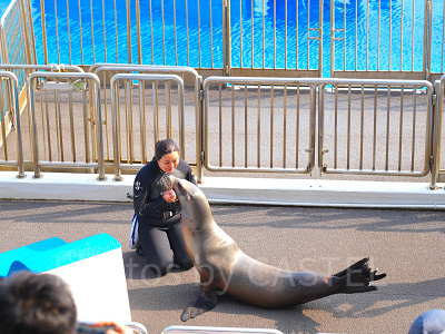 香港オーシャンパーク：アシカのショー