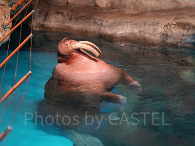 香港オーシャンパーク：セイウチ