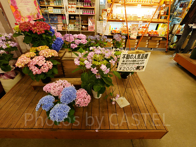アジサイ　ダンスパーティー（2,000円）