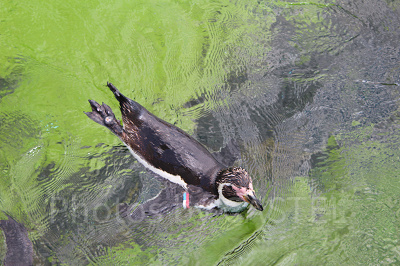 日本最大級のペンギン展示