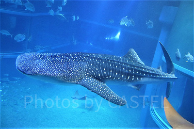 海遊館のジンベイザメ