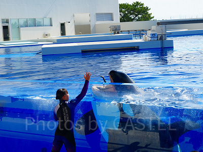 神戸須磨シーワールドのシャチショー