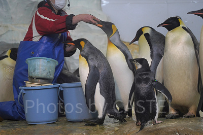 キングペンギン