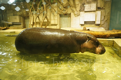 プールに入るミニカバ