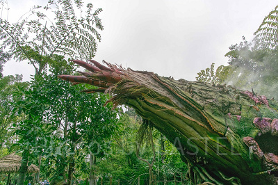 Pandora - The World of Avatar エリア入り口付近（アニマルキングダム・昼） 設定：16㎜ SS1/500 F10 ISO100