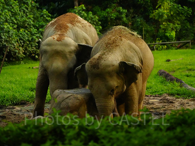 ナイトサファリ：ゾウ