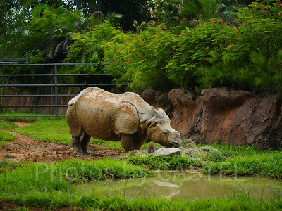 ナイトサファリ：シロサイ