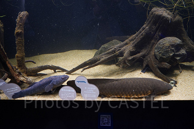 オセアニア・アジアゾーン