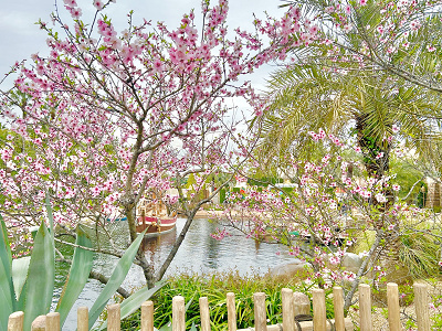 サルタンズ・オアシス向かい側の桜