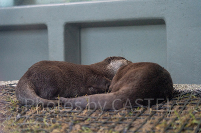サンシャインシティ水族館のカワウソ