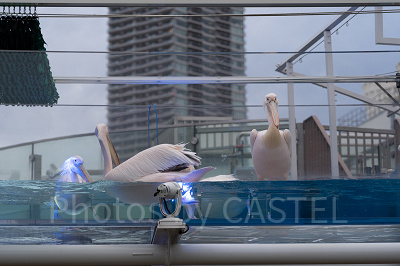 サンシャイン水族館のペリカン