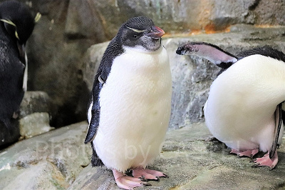 海遊館のペンギン