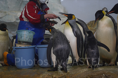 ペンギンの食事タイム