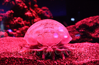 赤いライトに照らされるダイオウグソクムシ