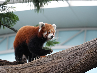 リバーワンダー：レッサーパンダ