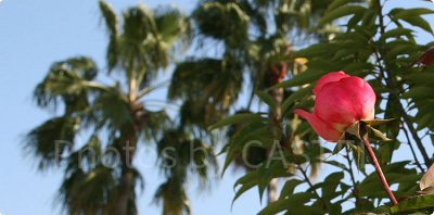 USJのローズ・オブ・フェイムのバラ