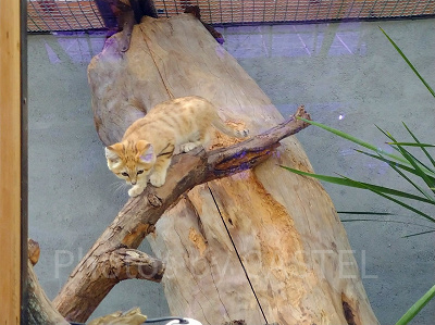 神戸どうぶつ王国のスナネコ　マフ