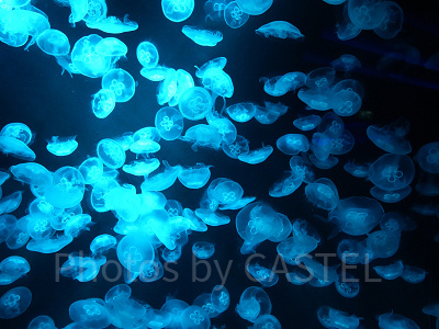 シーアクアリウム：クラゲの群れ