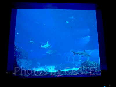 シーアクアリウム:エイペックス・プレデターズ・オブ・ザ・シー