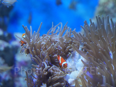 シーアクアリウム:カクレクマノミ