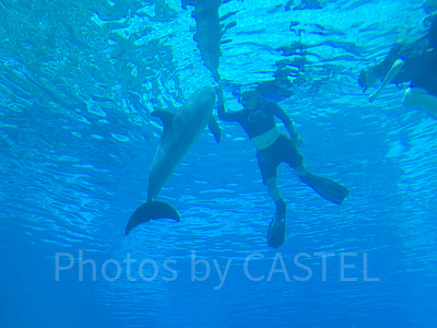 シーアクアリウム:イルカ