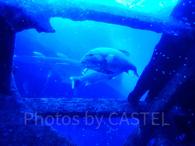 シーアクアリウム:難破船の残骸をすみかにする魚たち