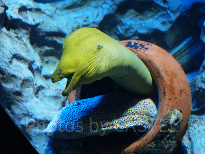 シーアクアリウム:ウツボ