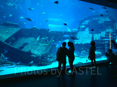 シーアクアリウム:シップレックド