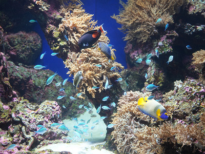 シーアクアリウム:アンダーウォーター・シティ