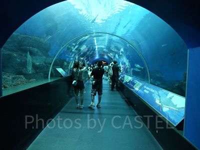 シーアクアリウム:サメ水槽「シャークシー」の水中トンネル
