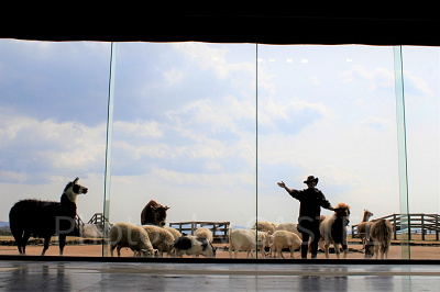 牧羊犬とまきばの仲間たち