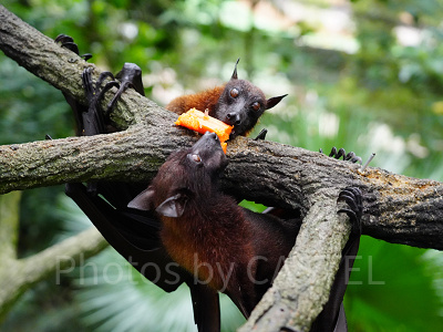 シンガポール動物園：動物を間近で！オープンズーの魅力