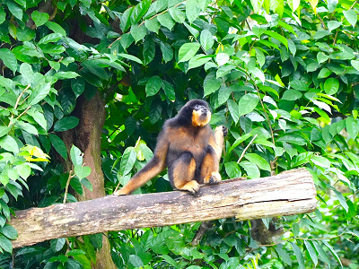 シンガポール動物園完全ガイド！みどころ情報やアクセス、チケット割引も！