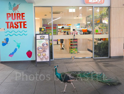 シンガポール動物園：園内外に出没する野生のクジャク