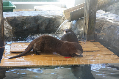 コツメカワウソ