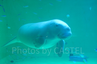 鳥羽水族館のお土産ショップ