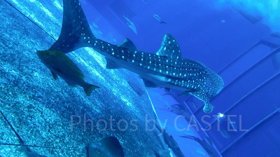美ら海水族館といえばジンベエザメ