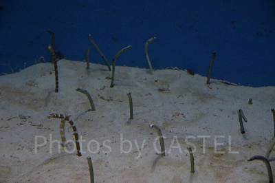 熱帯魚の海に住むチンアナゴ