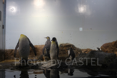 アクアパーク品川内にはペンギンたちもいますよ!