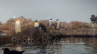 アクアパーク品川内にはペンギンたちもいますよ！