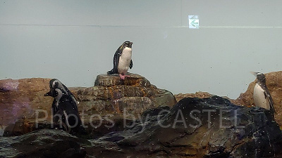 アクアパークにはペンギンも！