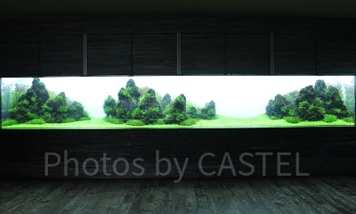水槽の中で一つの生態系が完結する東京水景