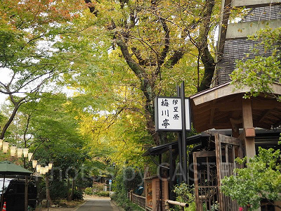 都民の日は、上野公園も綺麗ですよ!