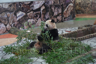 大人気のパンダ