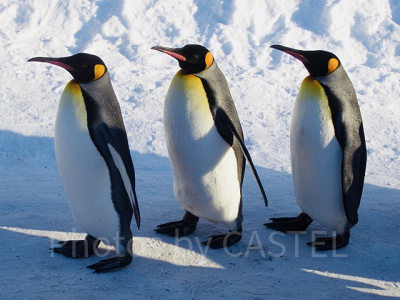 パブロはどんなキャラ？