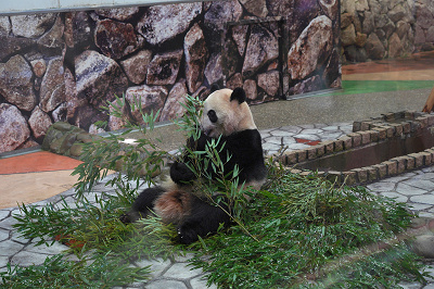 22 アドベンチャーワールドの営業時間 定期的に休園日あり 春休みやgw 夜間の特別営業情報も 22 アドベンチャーワールドの営業時間 定期的に休園日あり 春休みやgw 夜間の特別営業情報も